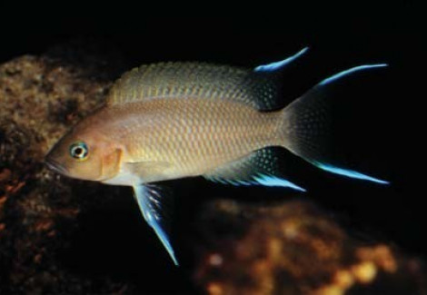 Lamprologus Brichardi 2-2,5Cm