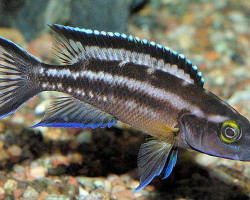 Lamprologus Buescheri 3-4