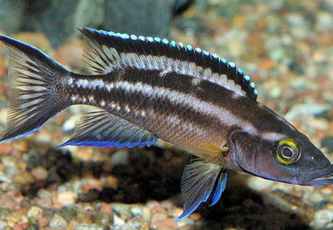 Lamprologus Buescheri 3-4