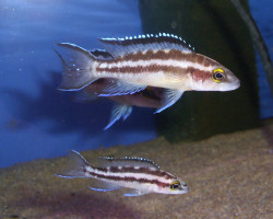 Lamprologus Buescheri Kachese 3,5-5