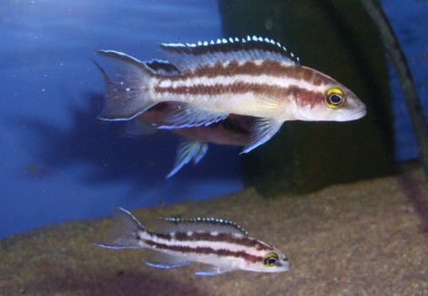 Lamprologus Buescheri Kachese 3,5-5