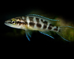 Lamprologus Buescheri Katoto 3-4