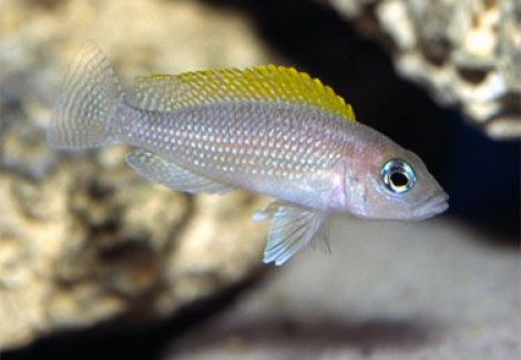 Lamprologus Caudopunctatus 5-6