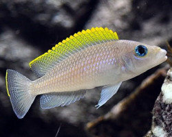 Lamprologus Caudopunctatus Kapampa 3,5Cm