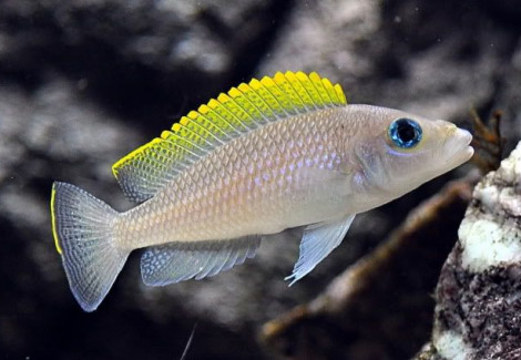 Lamprologus Caudopunctatus Kapampa 3,5Cm