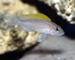 Lamprologus Caudopuntatus 3-4Cm