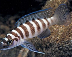 Lamprologus Cylindricus 3,5-4Cm