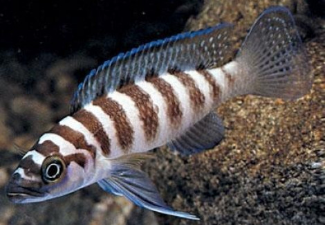 Lamprologus Cylindricus 3,5-4Cm