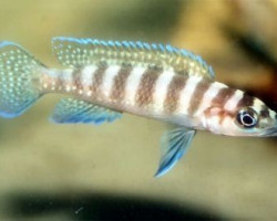 Lamprologus Cylindricus Gold Head 3-4Cm