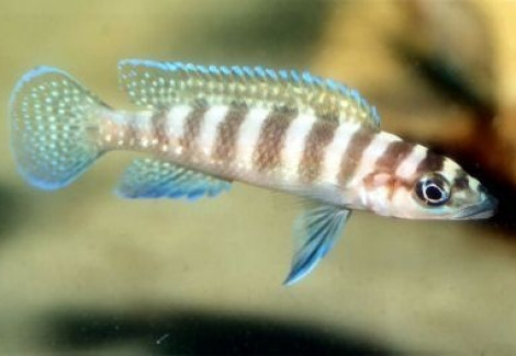 Lamprologus Cylindricus Gold Head 3-4Cm