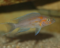 Lamprologus Falcicula/Cygnus 3-3,5Cm