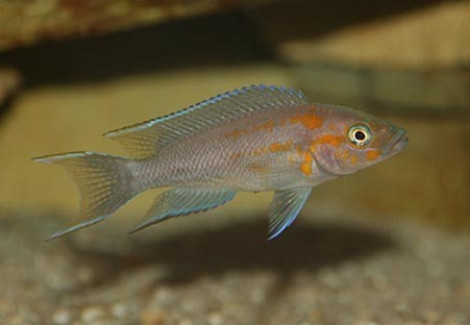 Lamprologus Falcicula/Cygnus 3-3,5Cm