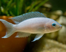 Lamprologus Gracilis 4