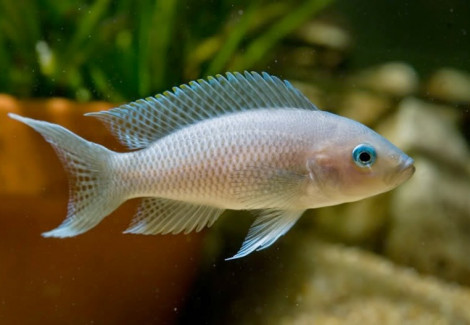 Lamprologus Gracilis 4