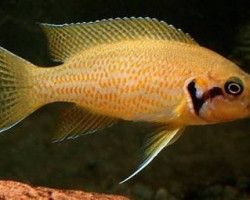 Lamprologus Helianthus 3-4Cm