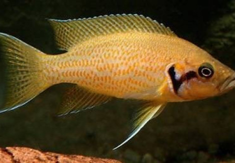 Lamprologus Helianthus 3-4Cm