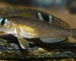 Lamprologus Kungweensis 3,5-4