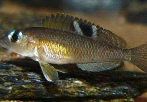 Lamprologus Kungweensis 3,5-4