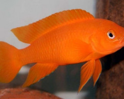 Lamprologus Leleupi Leleupi Orange 3Cm