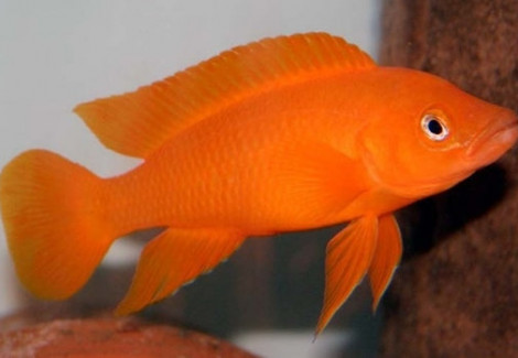 Lamprologus Leleupi Leleupi Orange 7,5-10