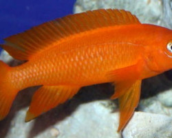 Lamprologus Leleupi Leleupi Ulvira Super Red 3-4Cm