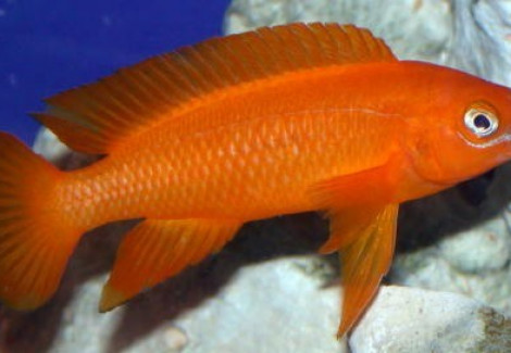 Lamprologus Leleupi Leleupi Ulvira Super Red 3-4Cm