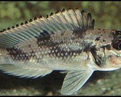 Lamprologus Lemairii 3,5Cm