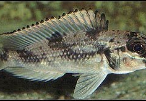 Lamprologus Lemairii 3,5Cm