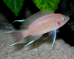 Lamprologus Marunguensis 3Cm