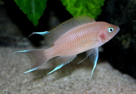 Lamprologus Marunguensis 3Cm