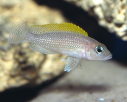 Lamprologus Mix 5-6Cm