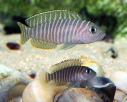 Lamprologus Multifasciatus 2,5-3,5Cm