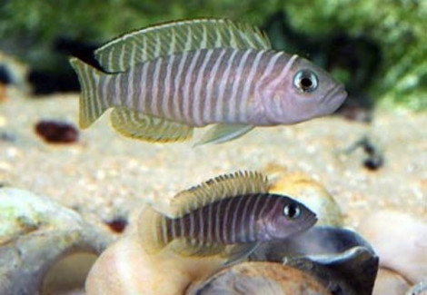 Lamprologus Multifasciatus 2,5-3,5Cm