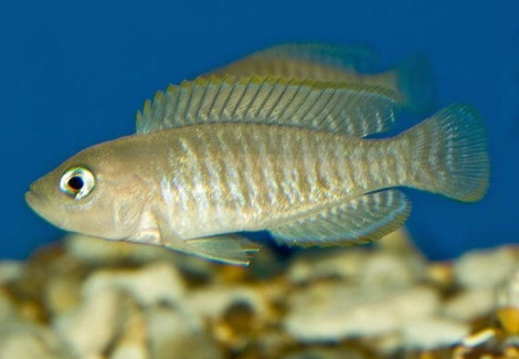 Lamprologus Multifasciatus 3,5-4,5Cm