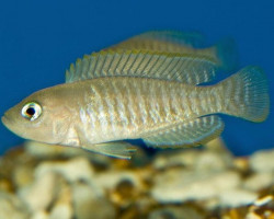 Lamprologus Multifasciatus 4-6