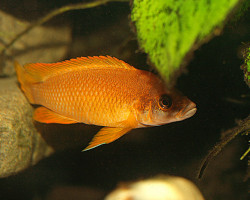 Lamprologus Mustax 3,5-4