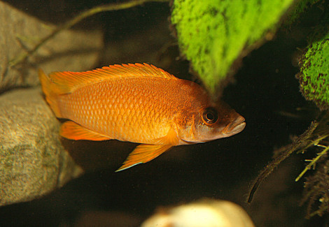 Lamprologus Mustax 3,5-4