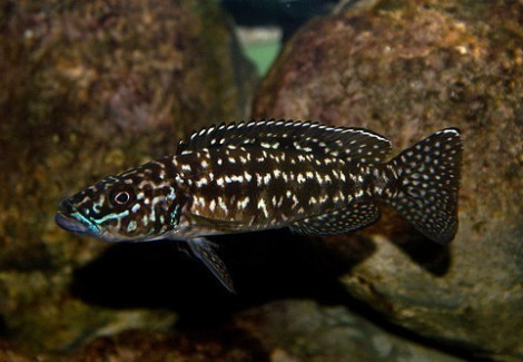 Lamprologus Nkambae 3