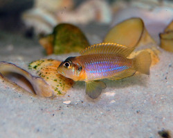 Lamprologus Ocellatus 3-3,5