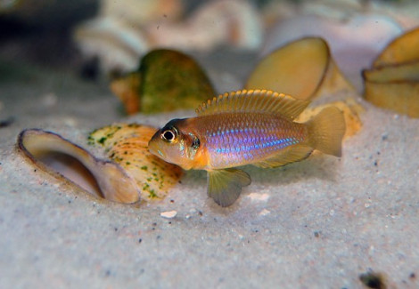 Lamprologus Ocellatus 3-3,5