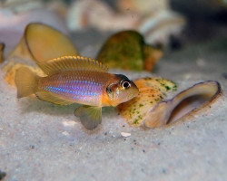 Lamprologus Ocellatus Gold 2-2,5Cm