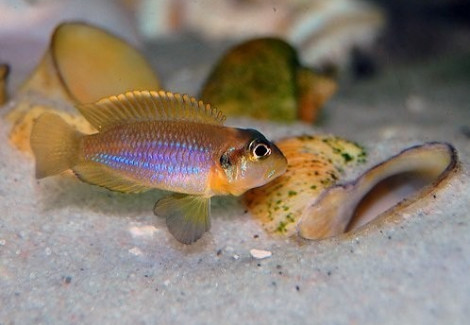 Lamprologus Ocellatus Gold 2-2,5Cm