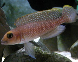 Lamprologus Ornatipinnis 3,5-4