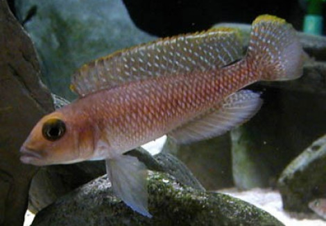 Lamprologus Ornatipinnis 3,5-4