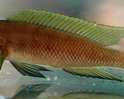 Lamprologus Pectoralis 6-8