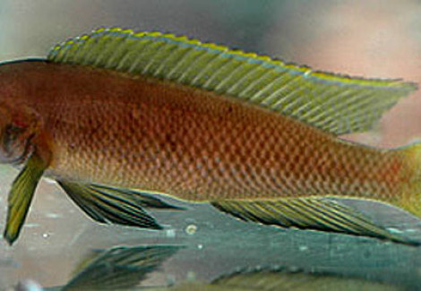 Lamprologus Pectoralis 6-8