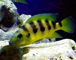 Lamprologus Sexfasciatus Gold 4-5Cm