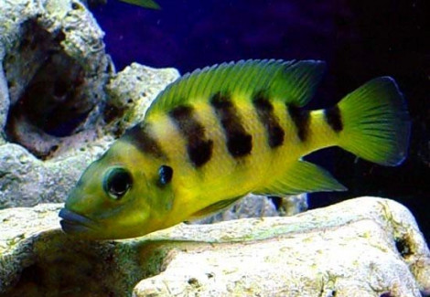 Lamprologus Sexfasciatus Gold 4-5Cm