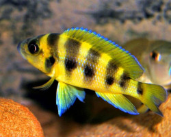 Lamprologus Sexfasciatus Gold 5-7