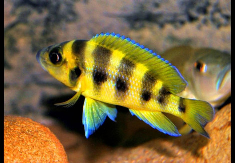 Lamprologus Sexfasciatus Gold 5-7